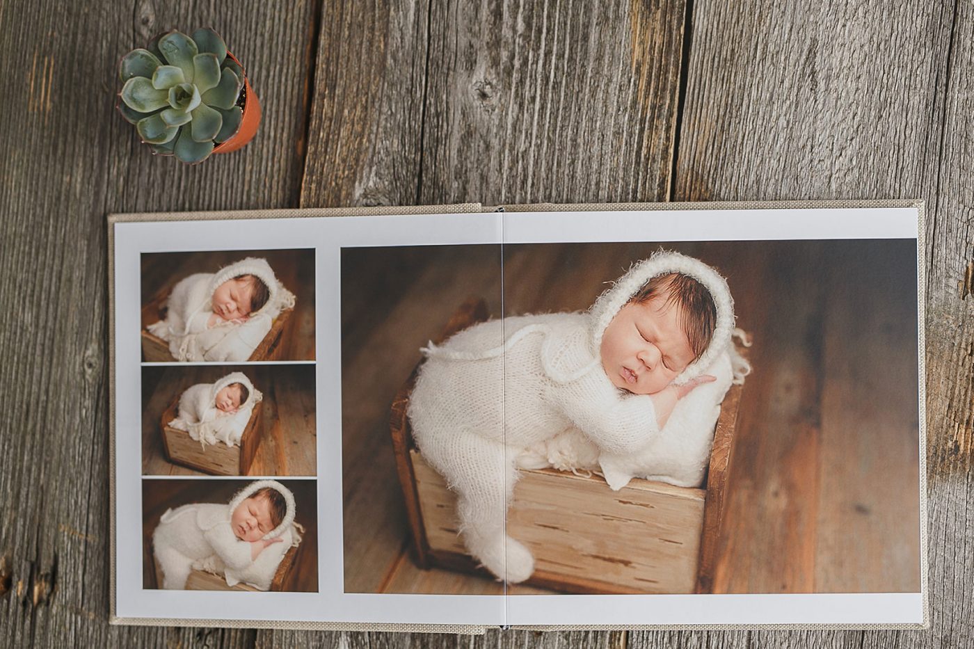 Produse Foto camelia burduja